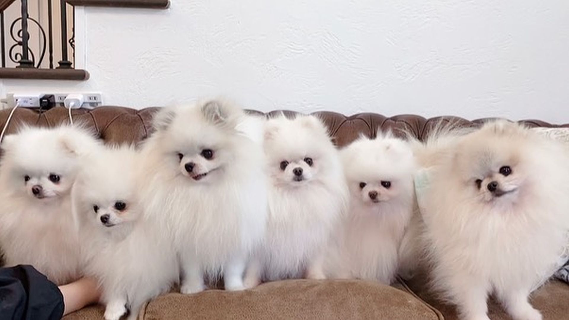 Pomeranian Puppies for Sale USA