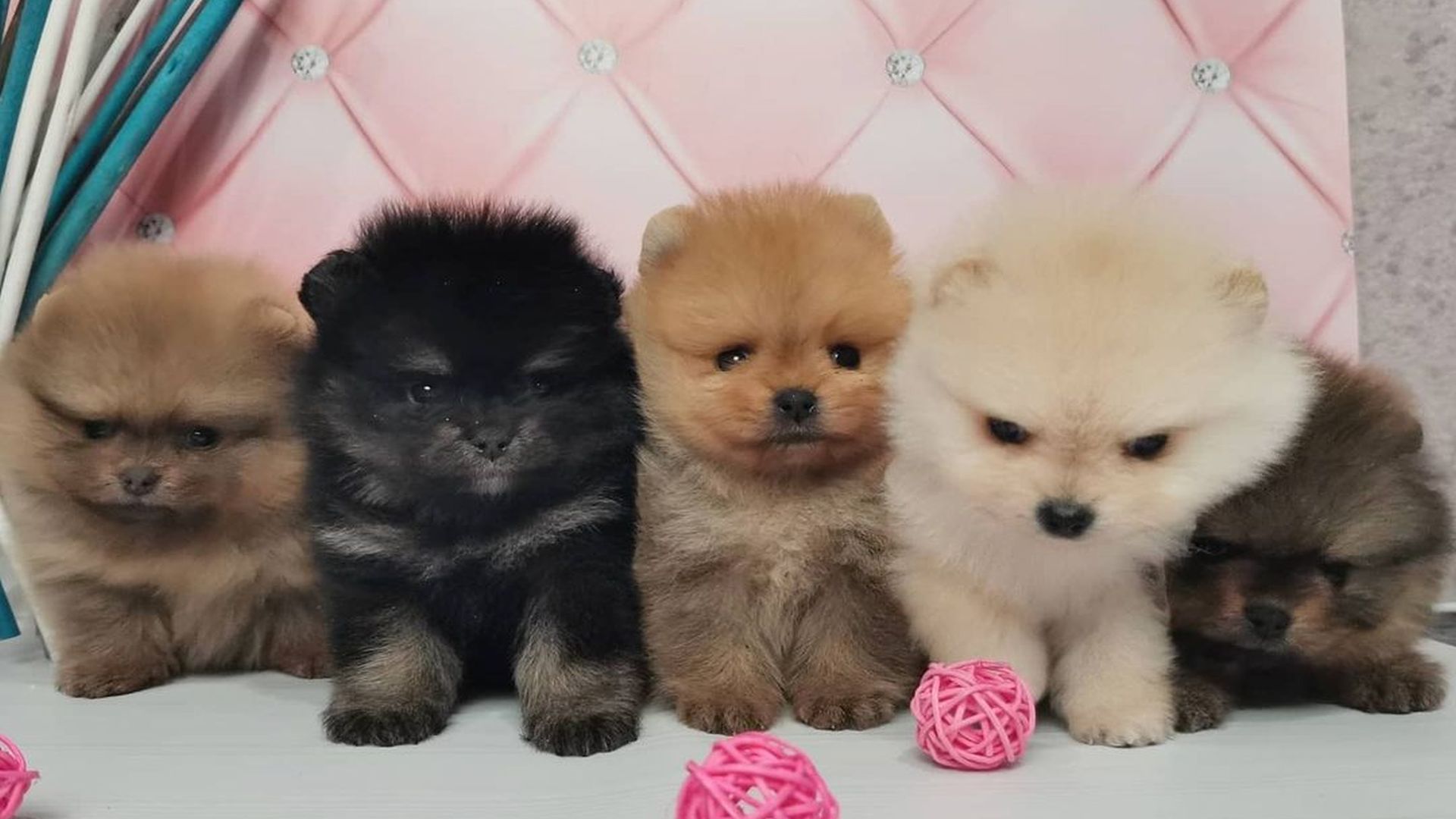 Pomeranian Dog Price USA